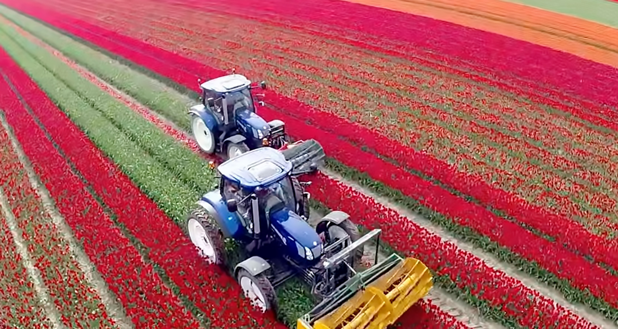 Read more about the article Dutch Tulip Farms Hit By Selfie Takers Get 600m Compo