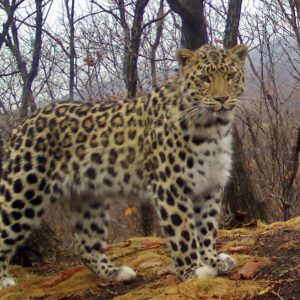 Read more about the article Rare Leopard Caught Posing For Hidden Camera Snaps