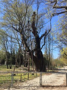 Read more about the article 600yo Tree In Full Bloom Months After Shock Arson Attack