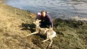 Read more about the article Moment Family Saves Pregnant Deer That Crossed Icy River