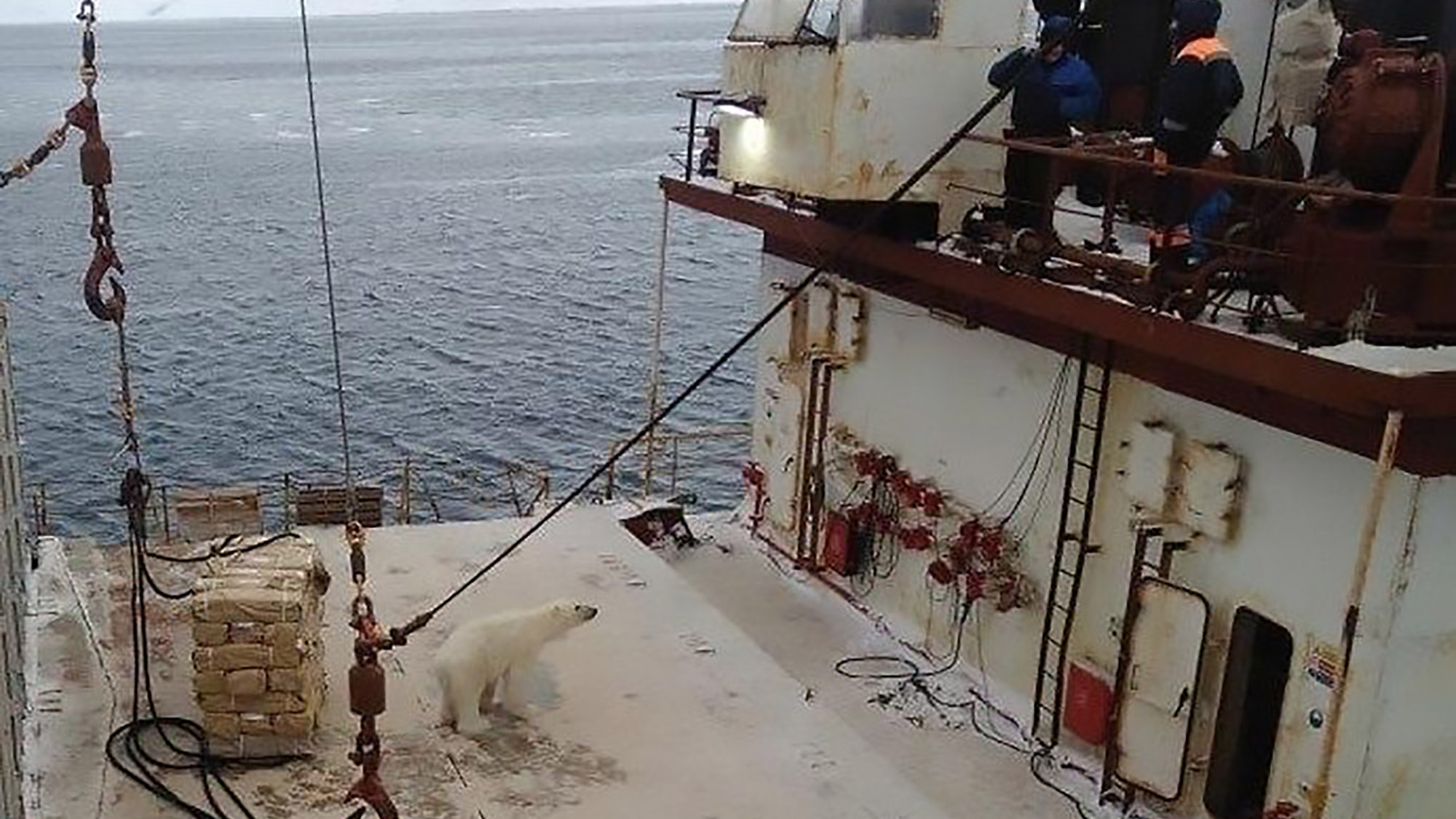Read more about the article Huge Hungry Polar Bear Climbs Onto Russian Ship