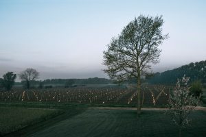 Read more about the article Beautiful Images As Candles Warm Up Vines During Frost