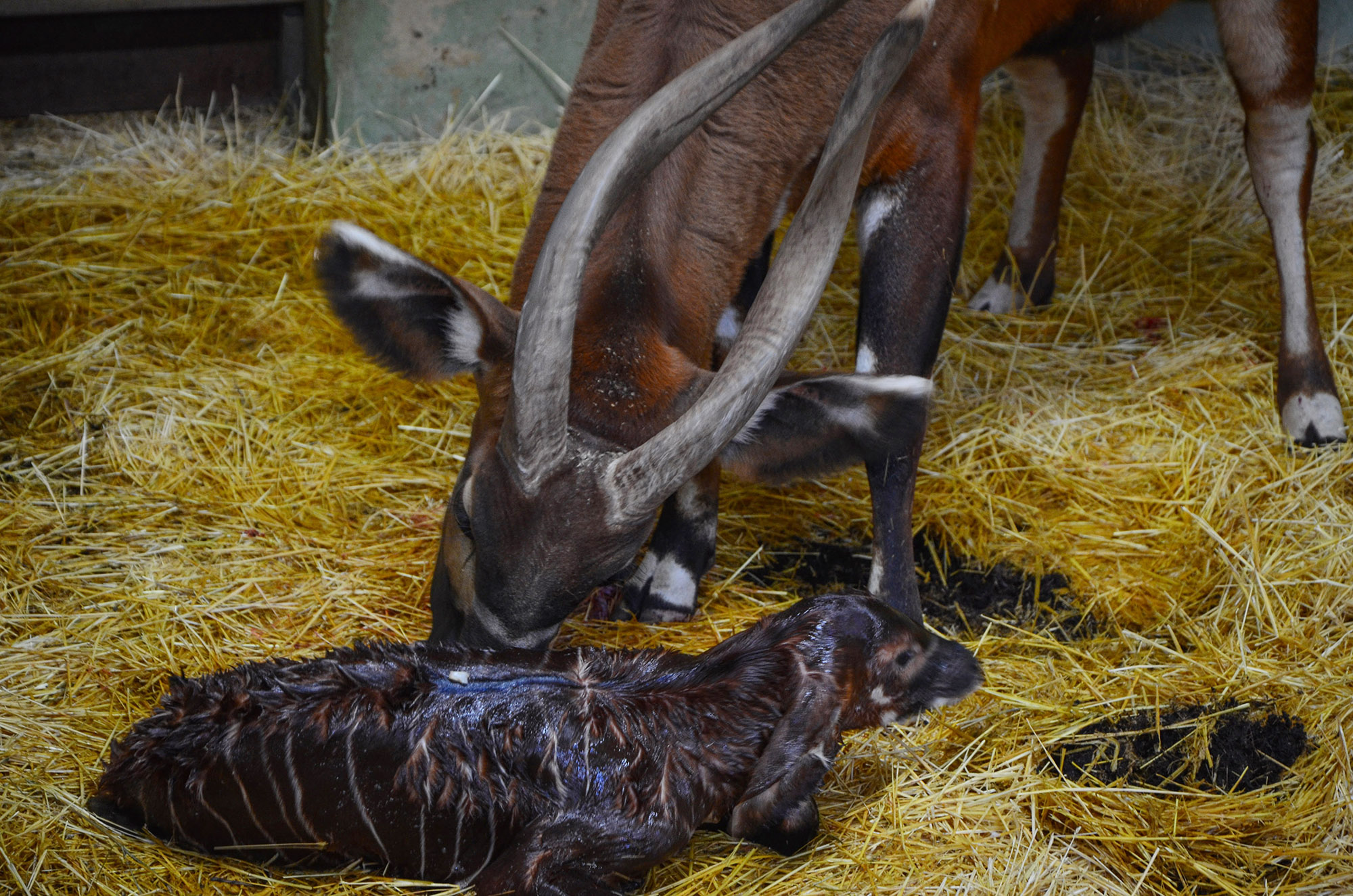 Read more about the article Moment Endangered Bongo Born In Lockdown Spain Zoo