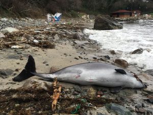 Read more about the article Baby Dolphins Wash Ashore After Dying In Illegal Fishery