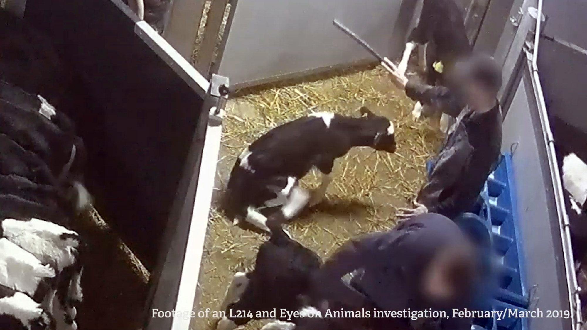 Read more about the article Secret Video: Irish Calves Brutally Beaten In France