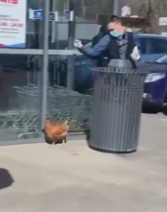 Read more about the article Man Walks Chicken To Store During COVID Lockdown