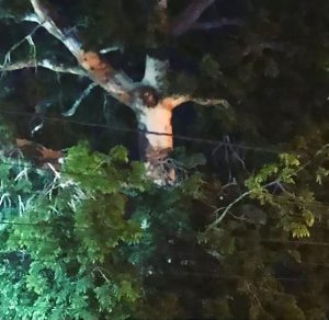 Read more about the article Locals Break Lockdown To See Jesus Figure In Tree Trunk