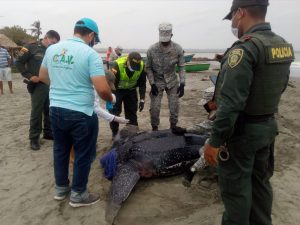 Read more about the article Moment Huge Leatherback Sea Turtle Released After Rescue