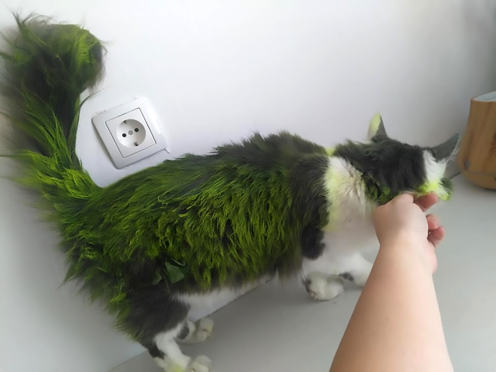Read more about the article Woman Shocked To Find Beloved Pet Cat Dyed Green