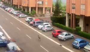 Read more about the article Bambi Runs Amok On City Streets During Spain Lockdown
