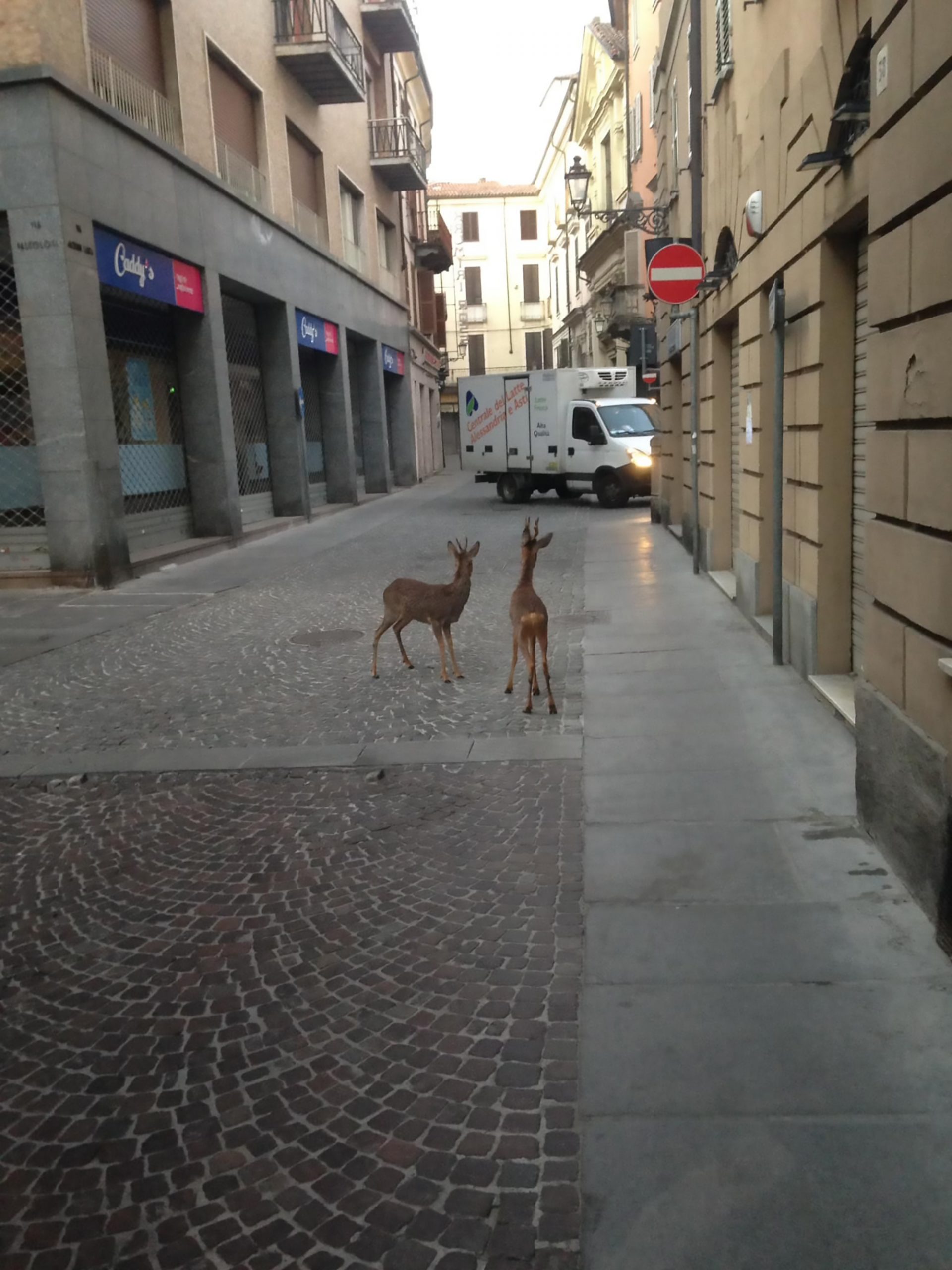 Read more about the article Wild Deer Marvel At Reflection In Empty Shop Window