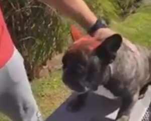 Read more about the article Outrage Over Dog Owners Spray-Painting Bulldog Red