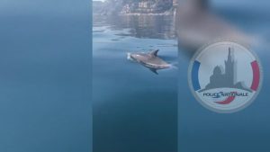 Read more about the article Moment Dolphins Escort Police Boat On Coast Patrol