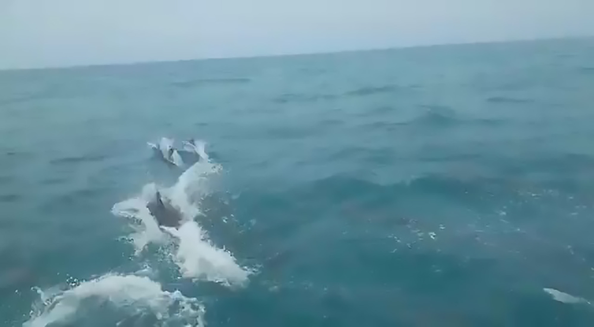 Read more about the article Adorable Pod Of Dolphins Frolic Next To Fishing Boat