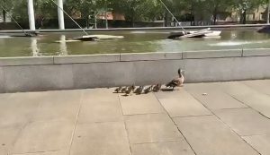 Read more about the article Cute Duckling Family Helped Into Fountain