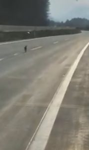 Read more about the article Easter Bunny Seen Running Down Empty Alpine Motorway