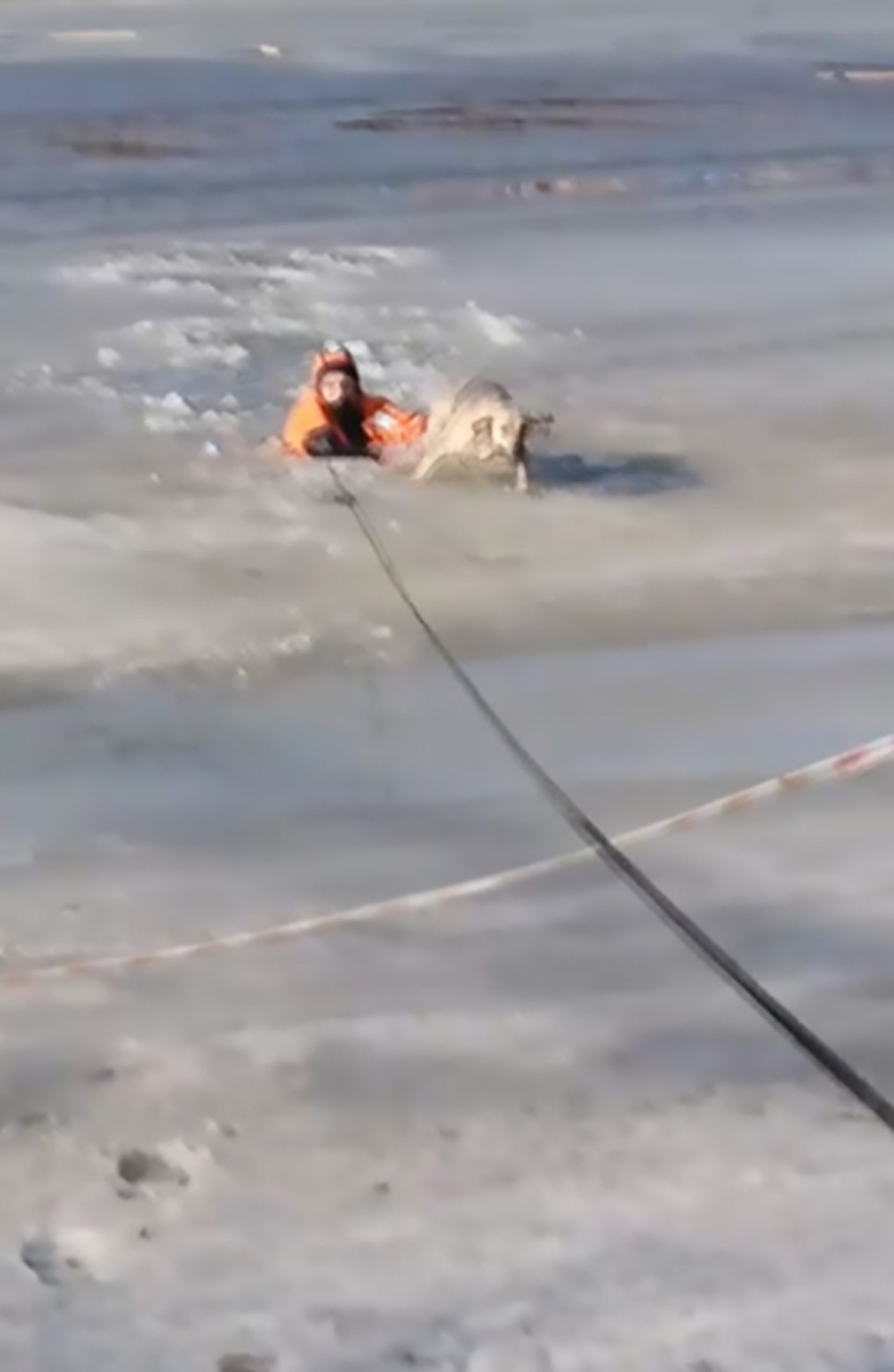 Read more about the article Poor Pooch Rescued From Frozen Russian Lake
