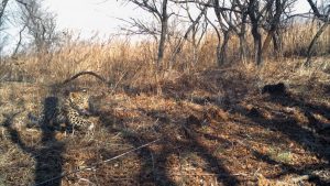 Read more about the article Moment Endangered Leopard Cub Flees From Bush Fire