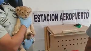 Read more about the article Tiny Lion Cub Rescued From Wooden Box In Airport