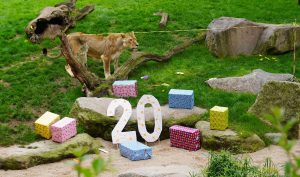 Read more about the article 1 Of Oldest Lions Celebrates 20th By Popping Balloons