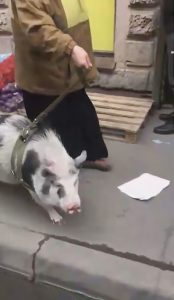 Read more about the article Woman Walks Squealing Pig On Lead In Russia Lockdown