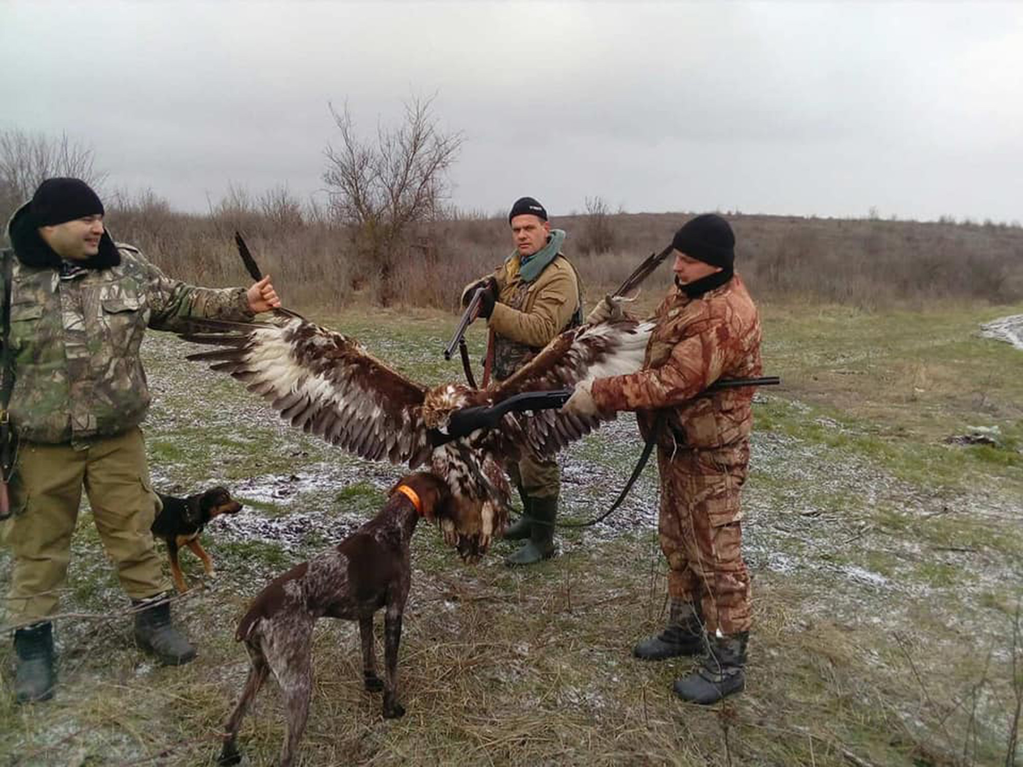 Read more about the article Fury As Ukraine MP And Cops Shoot Protected Golden Eagle