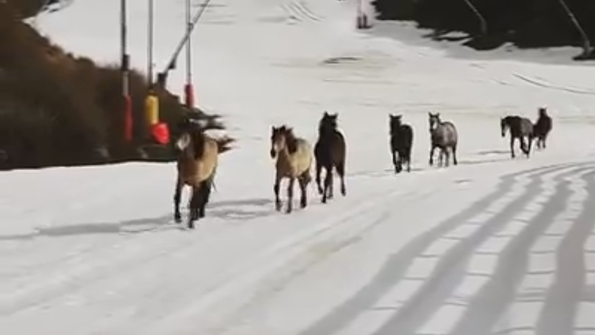 Read more about the article Wild Horses Run Around Pistes At Empty Ski Resort