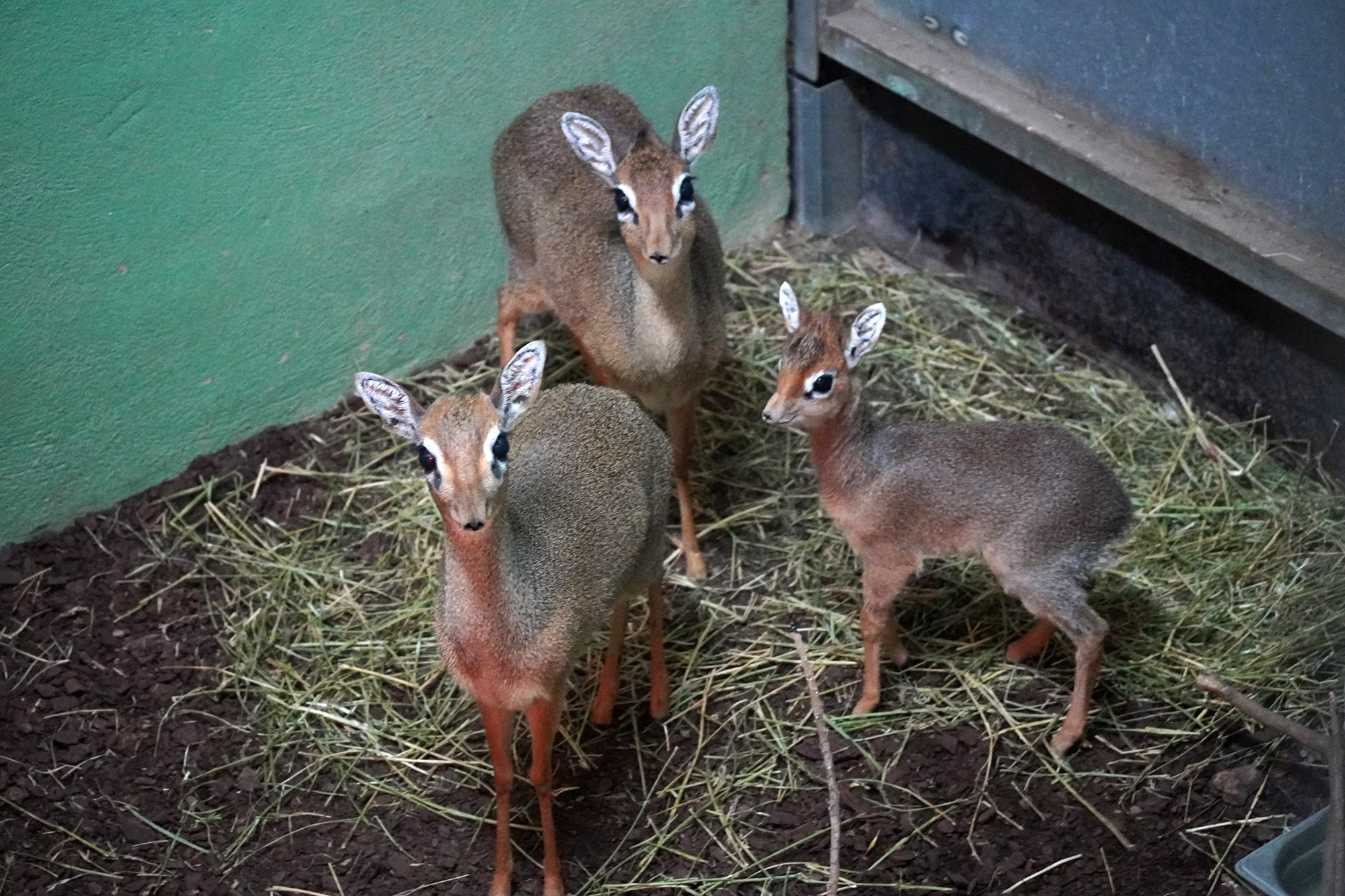 Read more about the article Adorable Baby Antelope Born In Spain Zoo During Lockdown