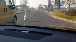 Read more about the article Moment Waddling Swan Holds Up Traffic On Busy Road