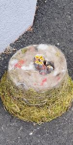 Read more about the article Clever Mother Bird Keeps Chicks Dry In Traffic-Cone Nest