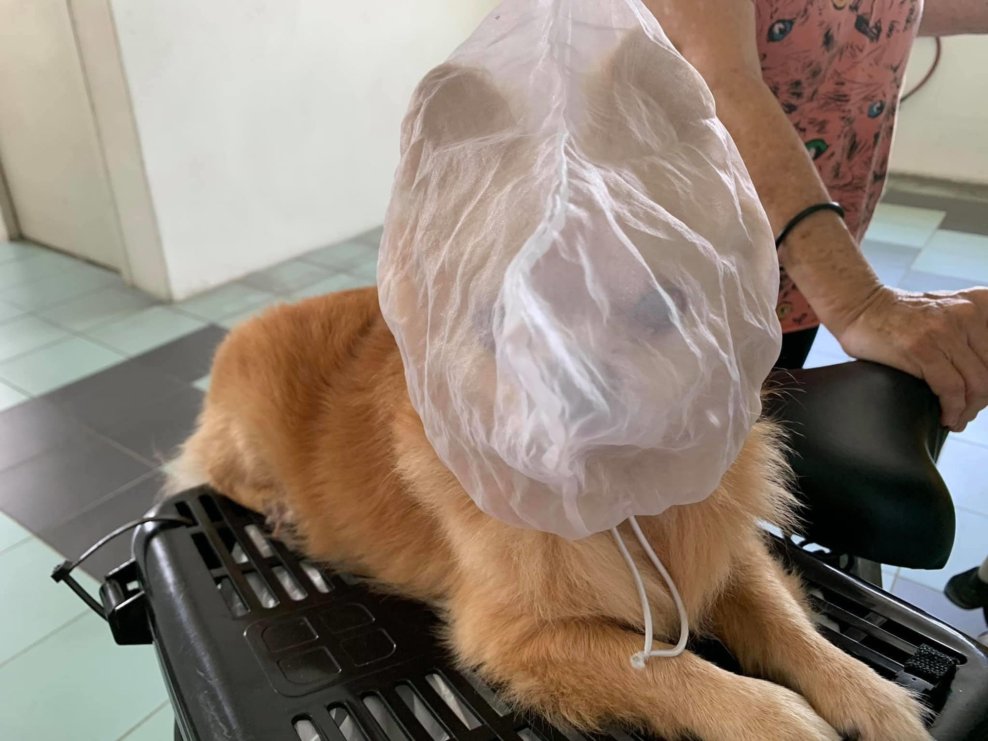 Read more about the article Owner Uses Bag Around Cute Dogs Head