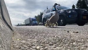 Read more about the article Geese Family Given Police Escort On Busy Mway In Oregon