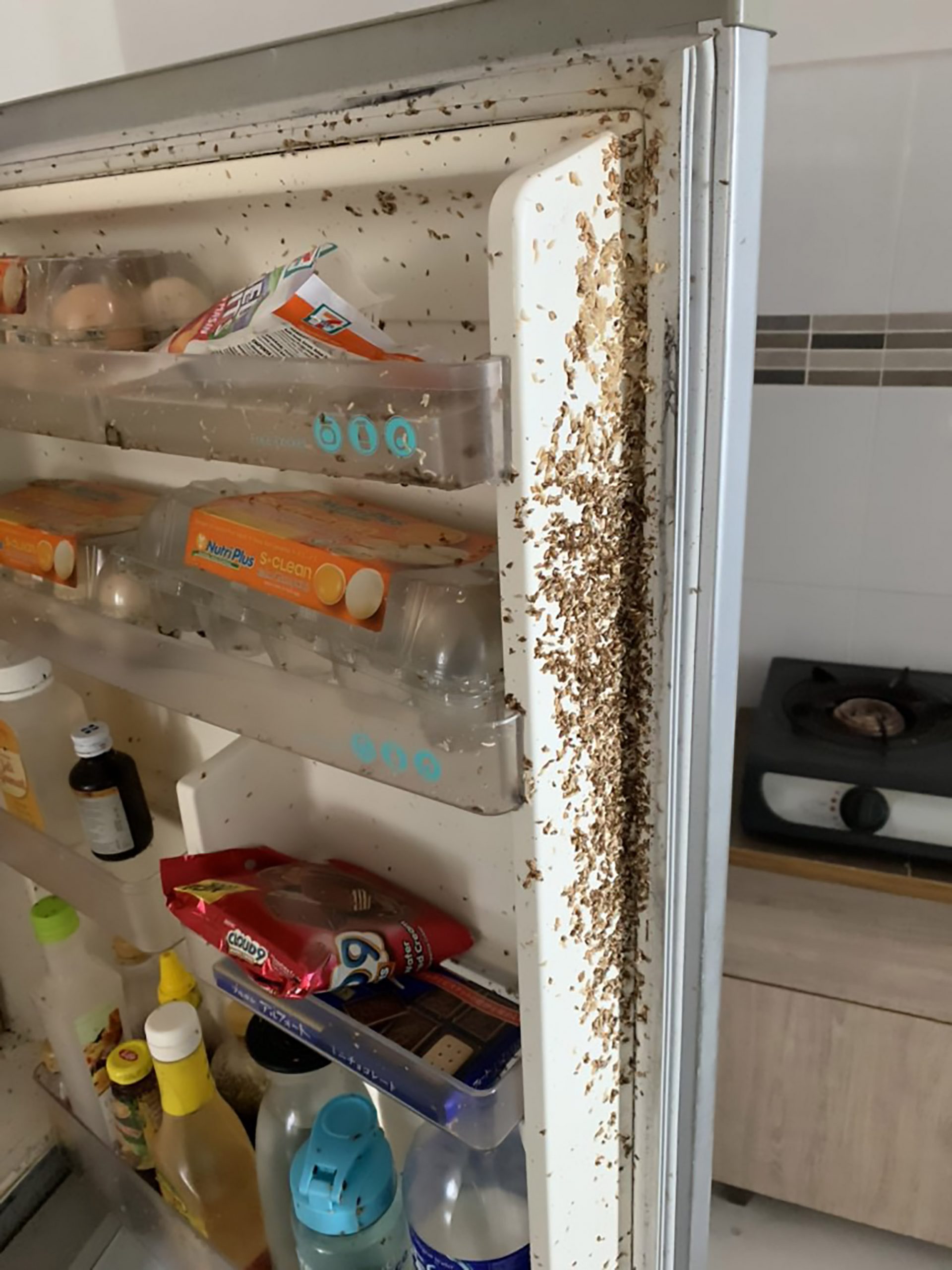 Read more about the article Student Finds Fridge Filled With Maggots After Lockdown