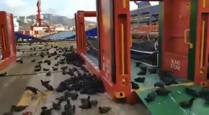 Read more about the article 100s Of Birds Stranded On Ship As They Cant Take Off
