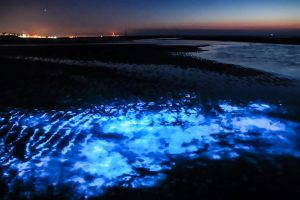 Read more about the article North Sea Turned Fluorescent Blue By Plankton