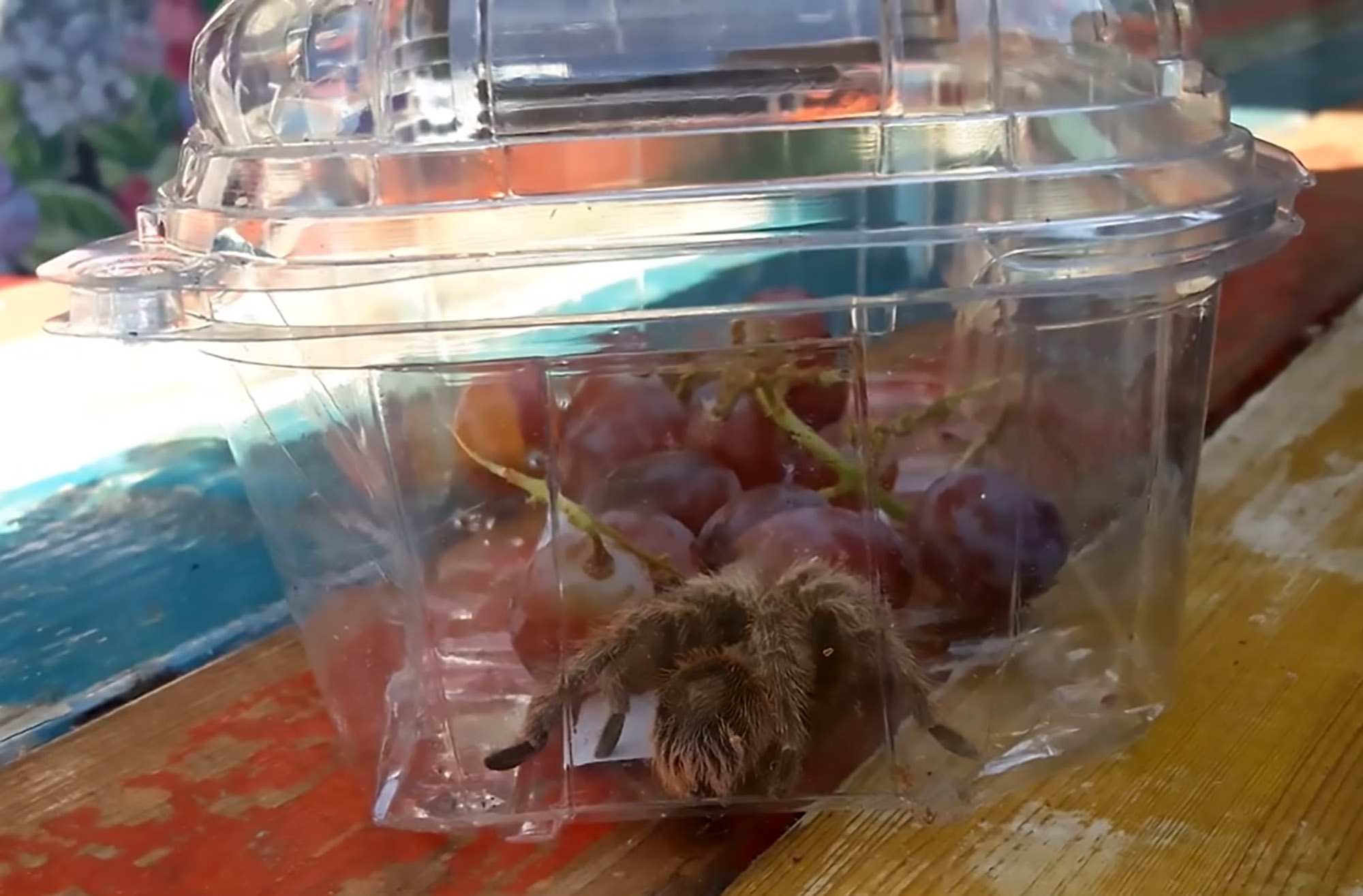 Read more about the article Shock Images Of Tarantula Found In Supermarket Grapes