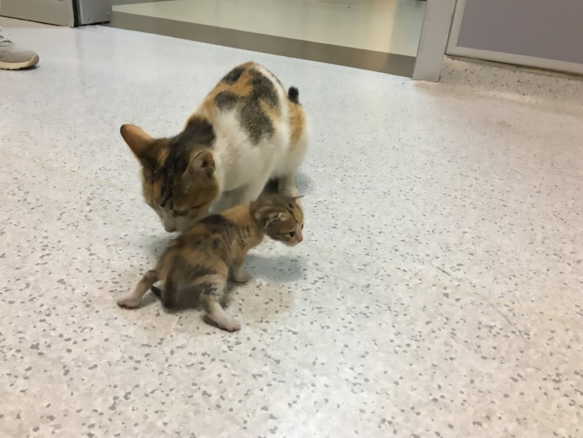 Read more about the article Cat Takes Sick Kitten Into Emergency Room For Treatment