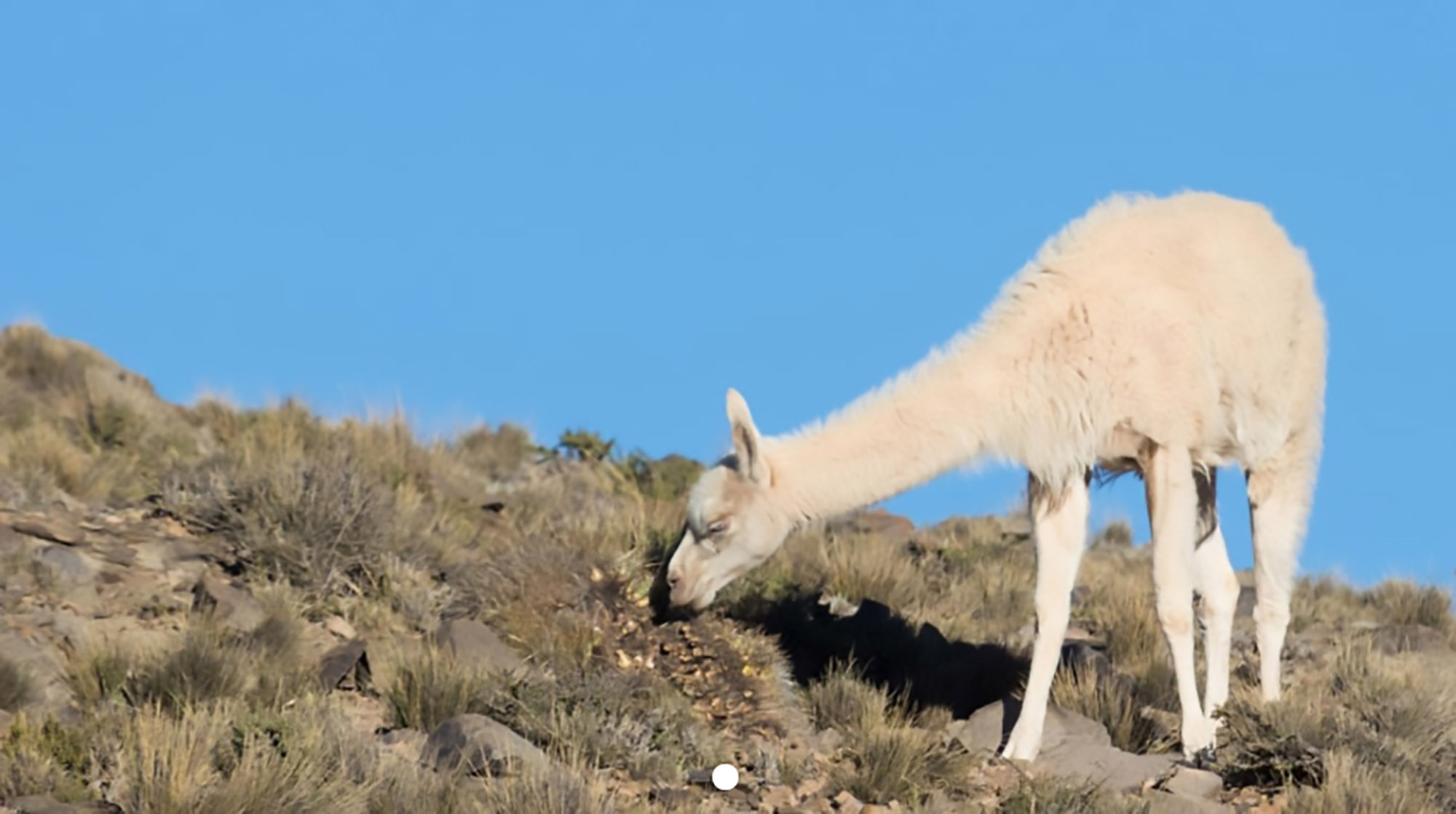 Read more about the article Rare Albino Guanaco In Argie Reserve 1st Time In Years