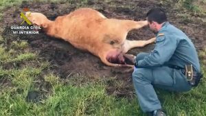 Read more about the article Cops Save Weak Cow In Labour From Attacking Birds