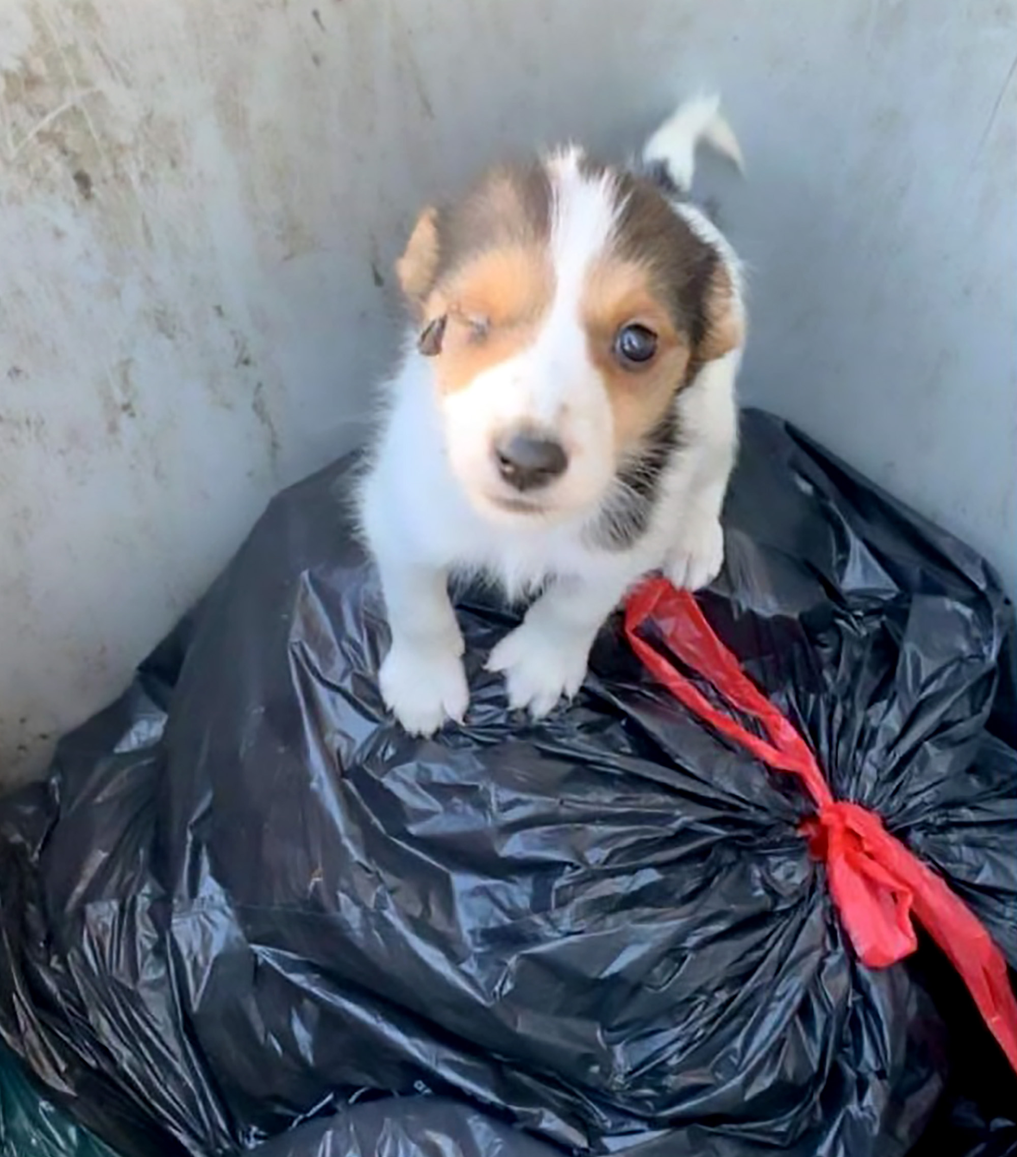 Read more about the article Man Nabbed For Throwing Adorable One-Eyed Puppy In Bin
