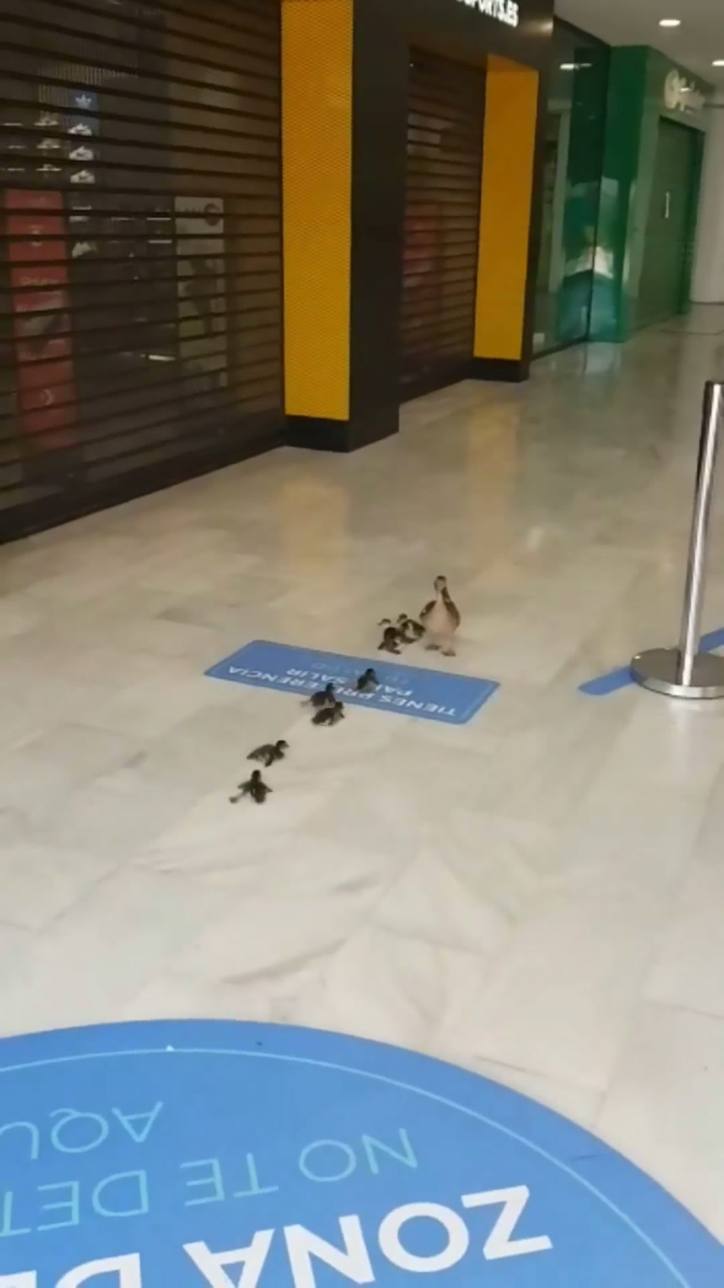 Read more about the article Duckling Struggles To Keep Up With Mum On Shiny Floor