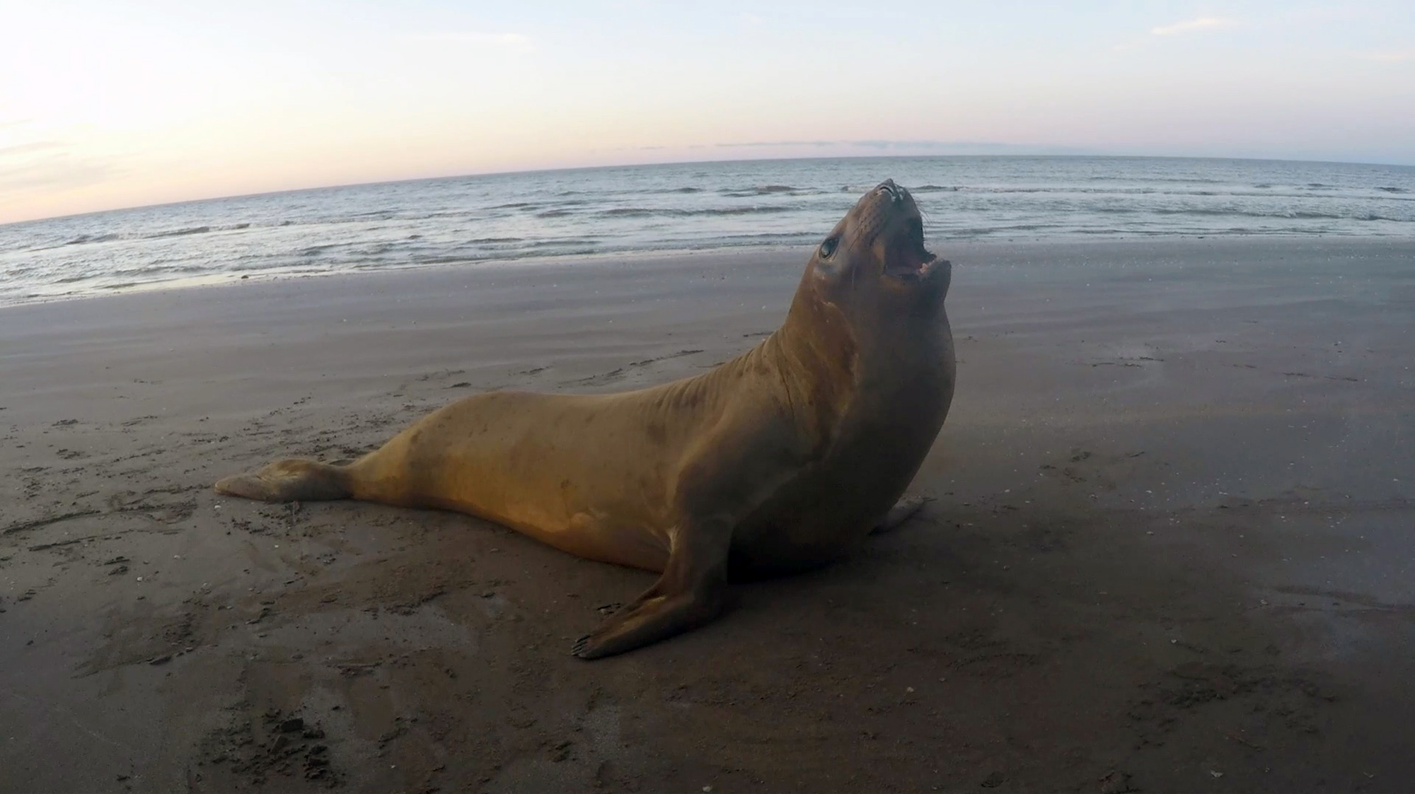 Read more about the article Huge Elephant Seal Rescued From Canal Is Returned To Sea
