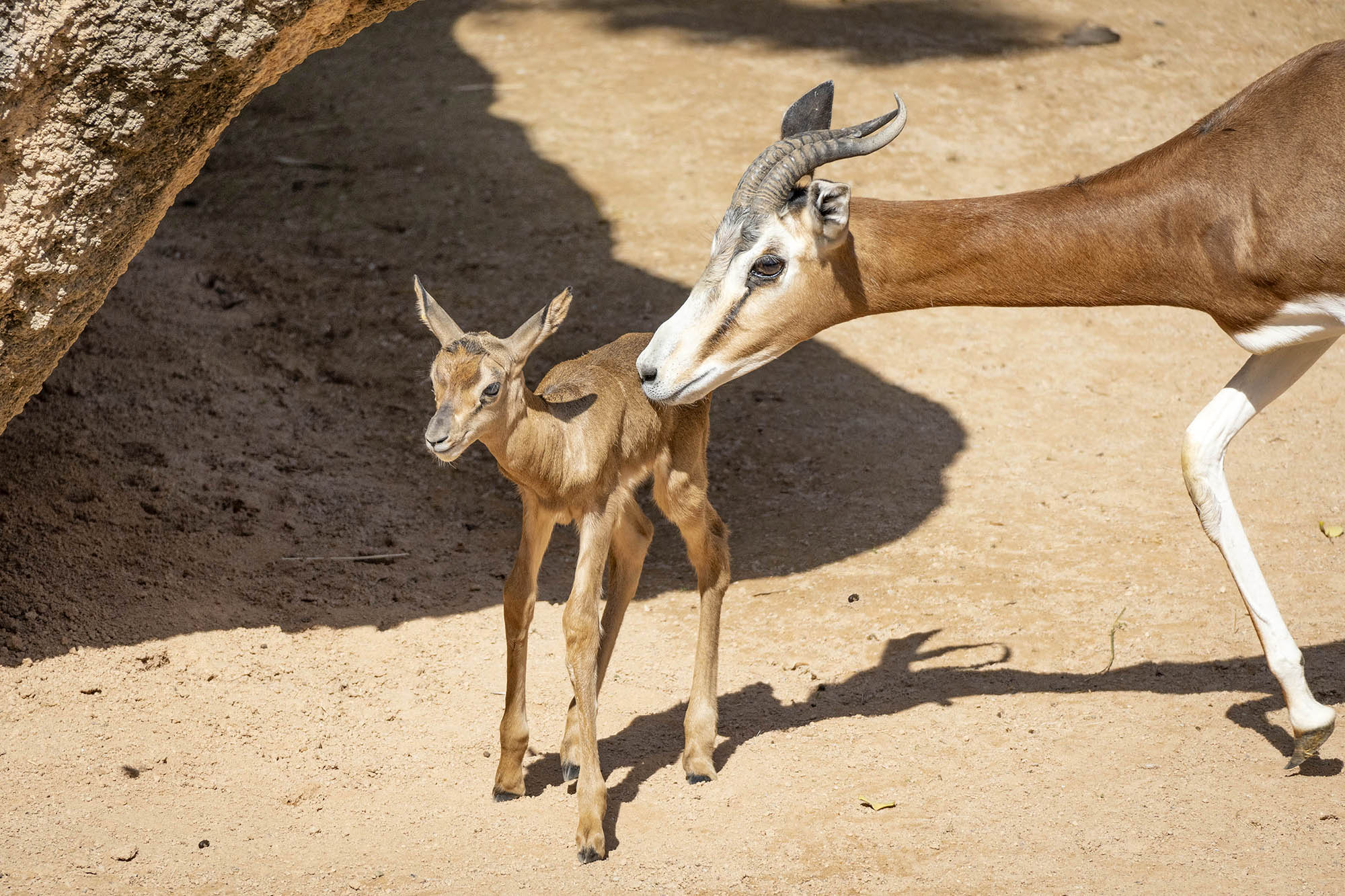 Read more about the article Endangered Gazelles 1st Steps With Mum After Zoo Birth