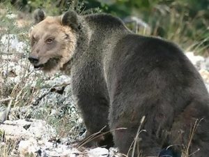 Read more about the article Angry Bear That Terrorised Italy Village Finally Caught