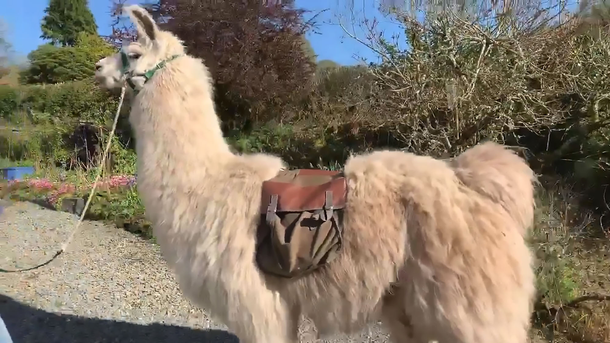 Read more about the article Adorable Llamas Deliver Shopping To Brits During COVID