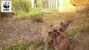 Read more about the article Moment 3 Rare Lynx Cubs Frolic In Abandoned Barn