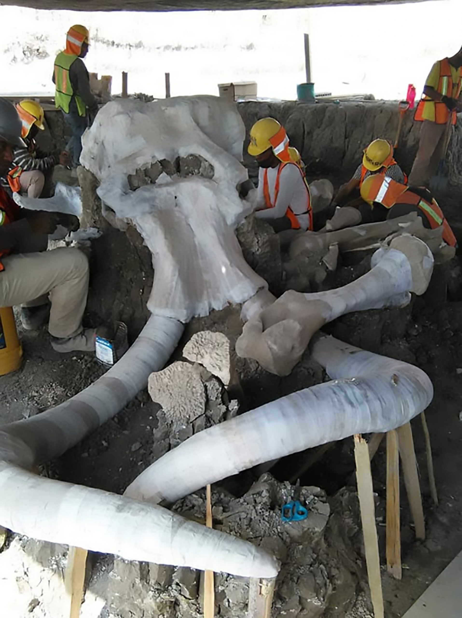 Read more about the article Huge Skulls And Tusks Of Mammoths Found At Airport Site