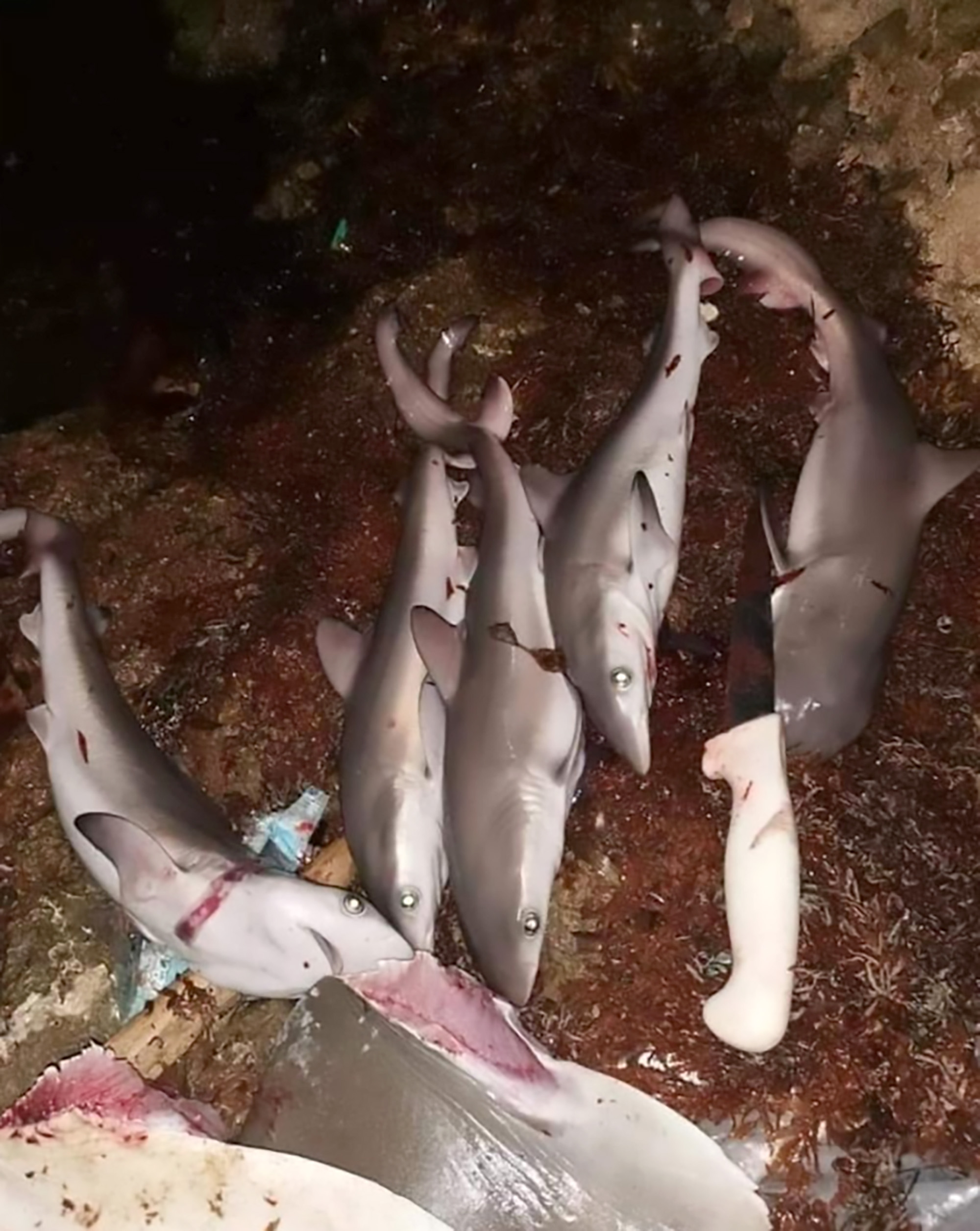 Read more about the article Outrage As Shark Killed And Pups Removed From Body