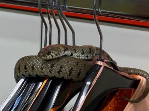 Read more about the article Real Snake Hiding As Fashion Accessory Closes Store