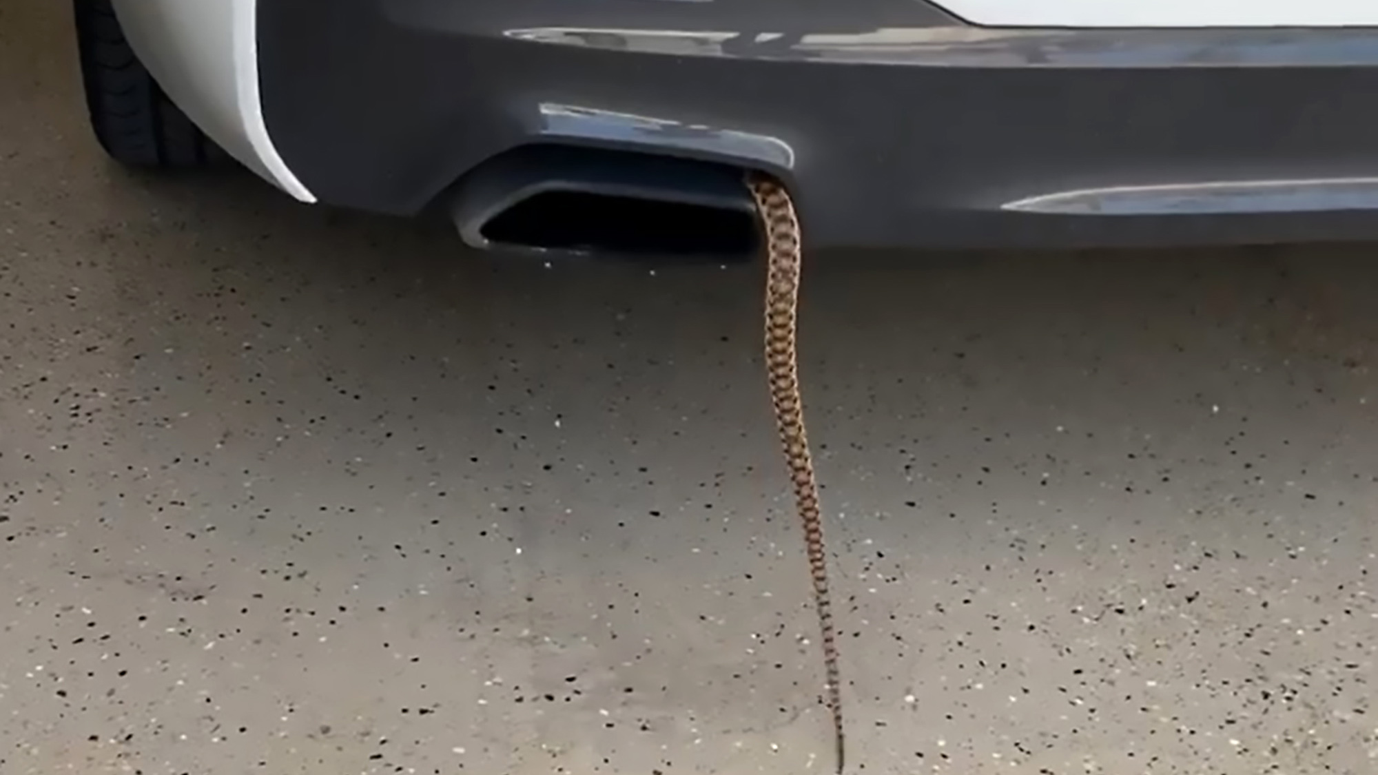 Read more about the article Moment Snake Slithers Into Californian Lawyers Car